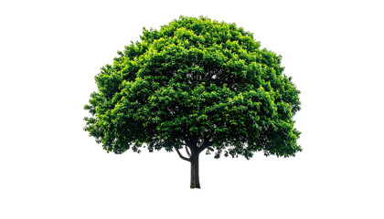 Lush green tree against black background.  Full, vibrant foliage forms a rounded canopy.  Dark trunk extends to the ground.  Isolated image
