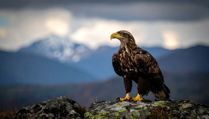 Immature Bald Eagle Perched on Rock with Mountain Backdrop.