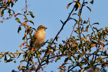 Vogel