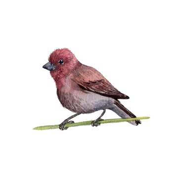 watercolor drawing bird, sitting rosefinch , hand drawn Carpodacus erythrinus, isolated nature design element