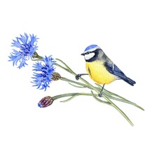 watercolor drawing blue cornflower and bird, bouquet of flowers and sitting blue tit isolated at white background, wild flowering plants, hand drawn illustration