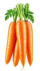 Bunch of fresh, vibrant orange carrots with green tops