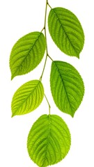 Fototapeta premium Branch of bright green leaves against a clean, white background