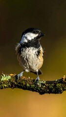 Naklejka premium Coal Tit Perched on a Mossy Branch in Natural Light.