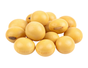 Cluster of pale yellow soybeans