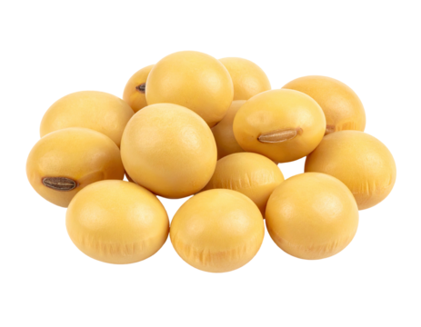 Cluster of pale yellow soybeans