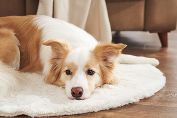 Dog lies on a round white carpet next to a brown sofa. Room lighting and composition are calm and...