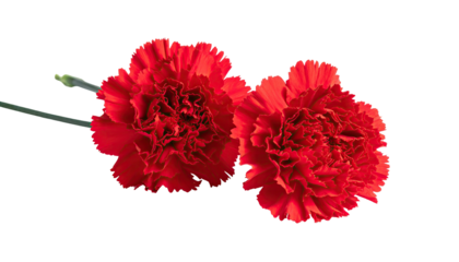 Two vibrant red carnations, close-up.  Deep crimson blooms with ruffled petals, contrasting against a pure black background.  Stems and buds are visible
