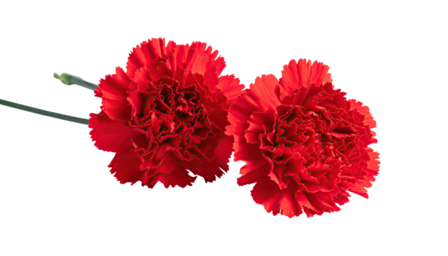 Two vibrant red carnations, close-up.  Deep crimson blooms with ruffled petals, contrasting against a pure black background.  Stems and buds are visible