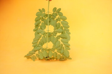 Fresh green Moringa leaves rich in nutrients, antioxidants, and vitamins, perfect for boosting immunity, energy, and overall health naturally