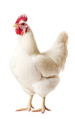 Fototapeta premium A white leghorn chicken isolated on transparent background is standing gracefully, showcasing its pristine plumage, red comb, and alert posture in a studio setting