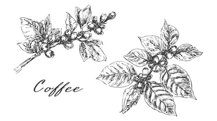 Fototapeta premium A detailed sketch of a coffee branch with leaves and coffee berries