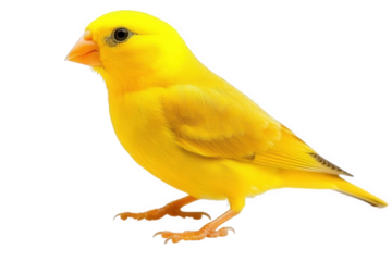 Vibrant yellow canary isolated on transparent background, showcasing its bright plumage and delicate features, a symbol of joy and the beauty of domestic avian life