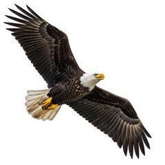 Obraz premium 3d majestic bald eagle in flight isolated on transparent background