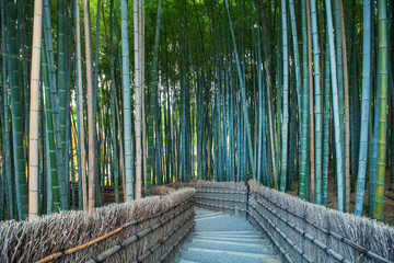 Obraz premium Downhill route by green bamboo grove forest of Adashino, Arashiyama