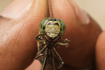 Close-up of a dragonfly showing intricate wings, vivid colors, and delicate details, capturing nature’s beauty and macro photography perfection.