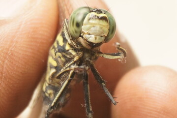 Close-up of a dragonfly showing intricate wings, vivid colors, and delicate details, capturing nature’s beauty and macro photography perfection.