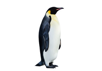 Emperor penguin standing isolated PNG on transparent background, majestic Antarctic bird with black and white plumage for wildlife and nature projects