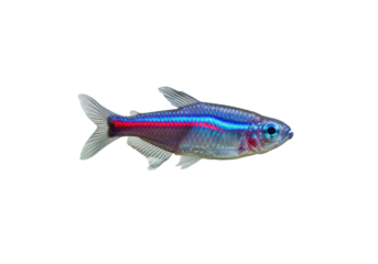 Neon tetra fish isolated PNG, small freshwater aquarium pet with vibrant blue and red stripe on transparent background