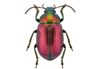 Iridescent beetle isolated on transparent background, colorful insect with metallic sheen for...