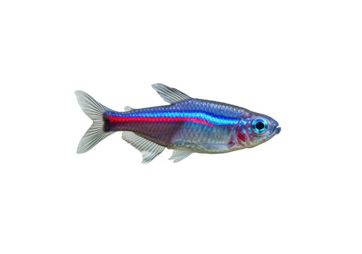Neon tetra fish isolated PNG, small freshwater aquarium pet with vibrant blue and red stripe on transparent background
