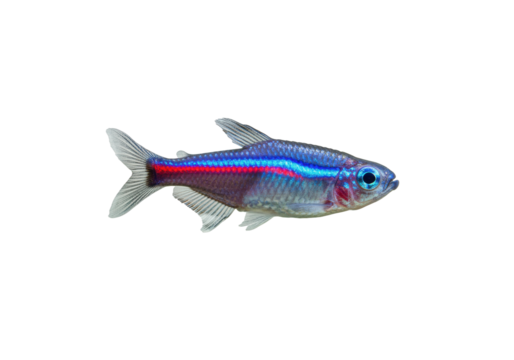 Neon tetra fish isolated PNG, small freshwater aquarium pet with vibrant blue and red stripe on transparent background