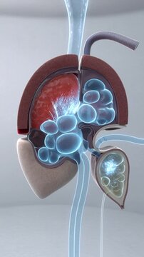 Human Kidney Cross Section Showing Filtration Process