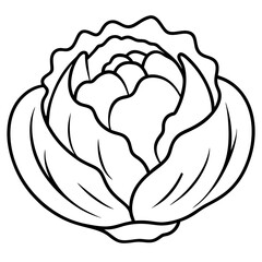 A vector of a winter radicchio outline on white background Illustration