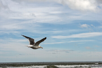 Seagull gliding over ocean waves beneath cloudy sky. seagull with wide gray wings glides effortlessly above the sea, soaring through the open air under a cloudy sky with waves breaking gently below