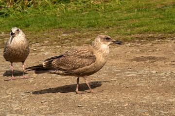 Two juvenile seagulls standing together on rocky path. A pair of young mottled seagulls stand calmly on a rocky path, one in the foreground and the other slightly behind, near grassy terrain