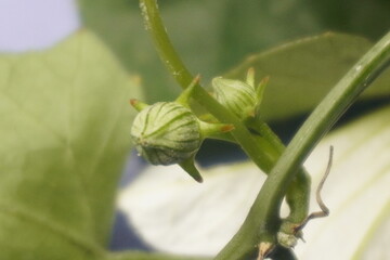 Coccinia indica flower is small, white, star-shaped with delicate petals, blooming beautifully among green vines, symbolizing purity and freshness