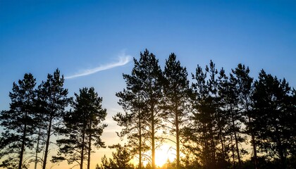 Silhouette of pine trees at sunset