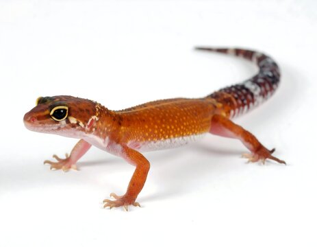 Small gecko against white background