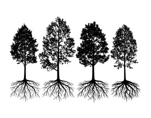 Silhouette of trees with roots