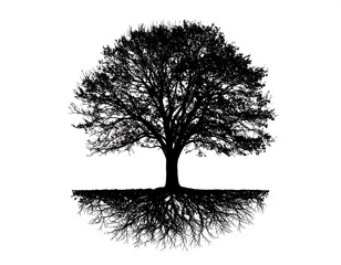 Silhouetted tree with roots against white background