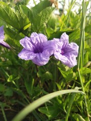 Ruellia Tuberosa, bunga kencana Ungu