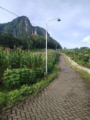 View Of A Plantation In The Village With A Path To The Mountain
