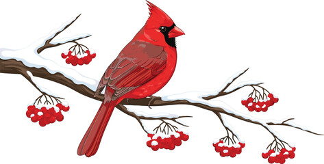Winter cardinal on snowy branch with red berries, seasonal bird illustration, nature scene vector art, vibrant wildlife design, cold weather concept, cheerful and bold ©  BAKKOR