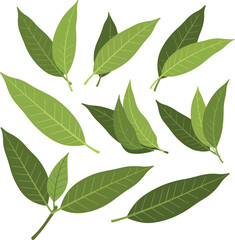 mango leaves vector icon sign