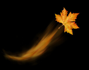 leaf leaves  wind air fly weather one isolated for background