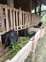 Goats In The Pen Are Eating Grass