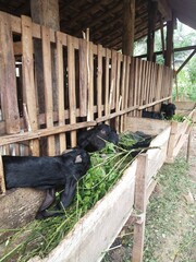 Goats In The Pen Are Eating Grass