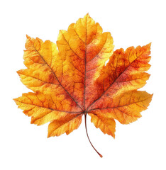 Fototapeta premium PNG Vibrant autumn maple leaf image.