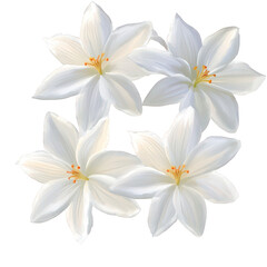 Fototapeta premium Four white natal plum flowers isolated on transparent background, showcasing their delicate petals and intricate stamen details, creating a sense of purity and beauty