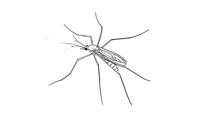 Simple black and white illustration of a mosquito