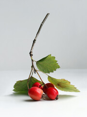 Autumn hawthorn branch with leaves and ripe berries on a light background. 