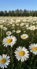 Fototapeta premium Field of Daisies in Full Bloom Under a Blue Sky.
