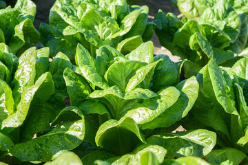 Field planted with spinach. Rows of fresh young garden spinach.
