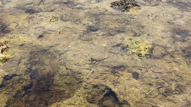Static top-down view of a mudskipper in a shallow mangrove pool at low tide, big eyes and fins visible. Shot in Puerto Princesa, Palawan, Philippines.