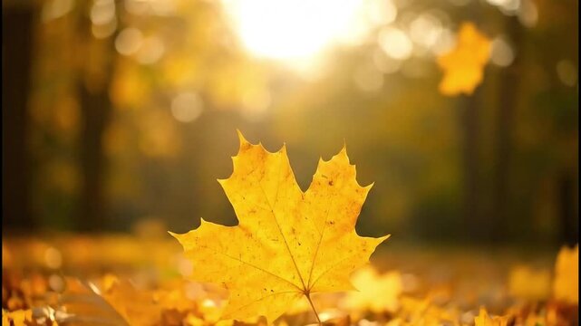 Golden Symphony of Autumn: A captivating close-up captures the essence of autumn with a vibrant yellow maple leaf resting amidst a sea of fallen leaves, bathed in the soft glow of sunlight.